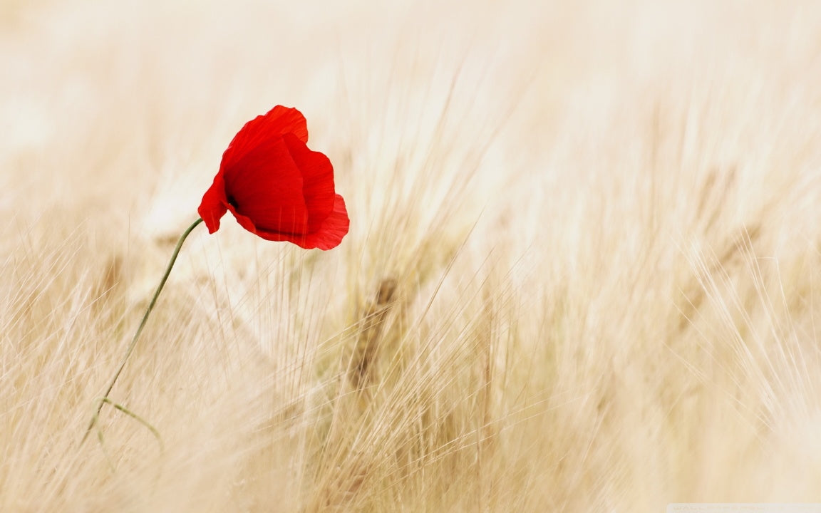 Festett üveg konyhai burkolatok #1052